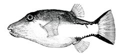 Canthigaster rostrata_claves.jpg